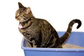 Понос у кошки: причины, лечение и профилактика Вылечить понос у кота в домашних условиях