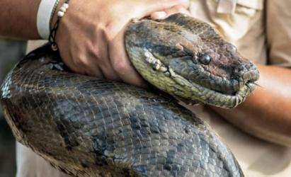 Существуют интересные и необычные приметы про змей Приметы по могилам проползла змея