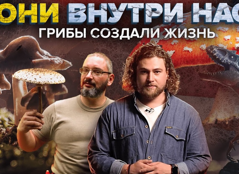 Грибок — невидимый враг внутри нас: как он захватывает тело, почему мы его недооцениваем и как победить до того, как станет слишком поздно