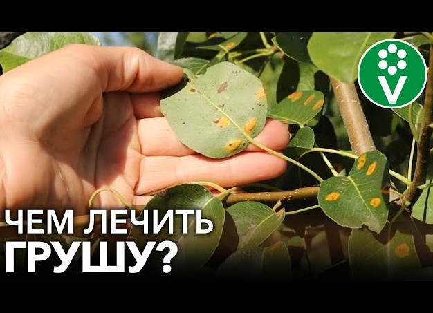 Определяем грибковые заболевания груши по листьям
