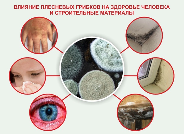 Плесень: чем опасна для человека и как избавиться