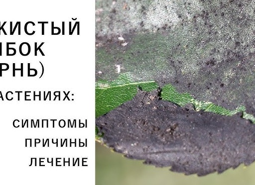 Лечим сажистый грибок на груше