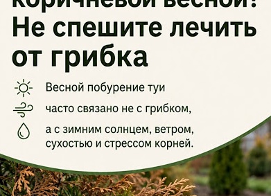 9 грибковых болезней растений — признаки и меры защиты