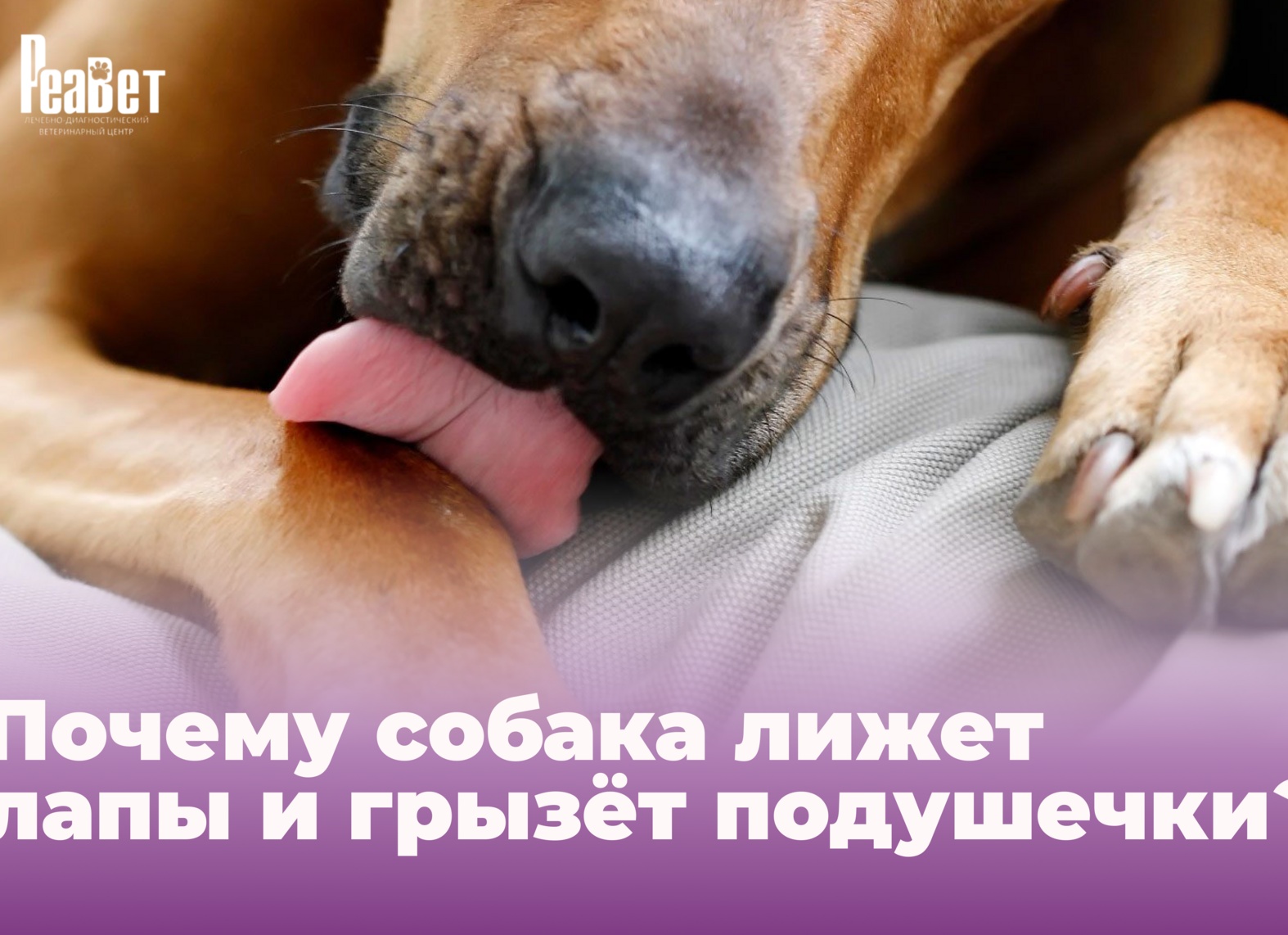 Собака лижет лапы. 7 самых распространенных причин.