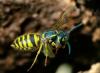 Sunt înțepăturile de viespe bune pentru oameni? Beneficiile înțepăturilor de viespe