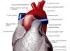 Anatomia aortei și a ramurilor sale Două aorte