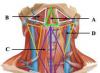Topografia triunghiului lateral al gâtului