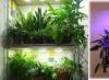 Pareizs mākslīgais apgaismojums istabas augiem un ziediem Mākslīgais apgaismojums istabas augiem ar LED lampām