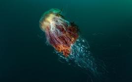 Arctic Cyanea - cea mai mare meduză din lume
