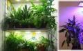 Правилно изкуствено осветление за стайни растения и цветя Изкуствено осветление за стайни растения с LED лампи