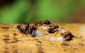 Как да се отървете от мравки по цветята на божур