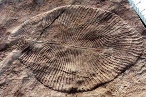 Kas notika pirms 150 miljoniem gadu