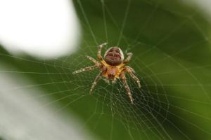 Тълкуване на съня: защо мечтаете за голям паяк?