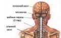 Structura și funcțiile sistemului nervos