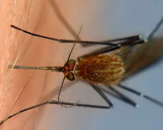 Ce să faci dacă un copil este mușcat de un țânțar
